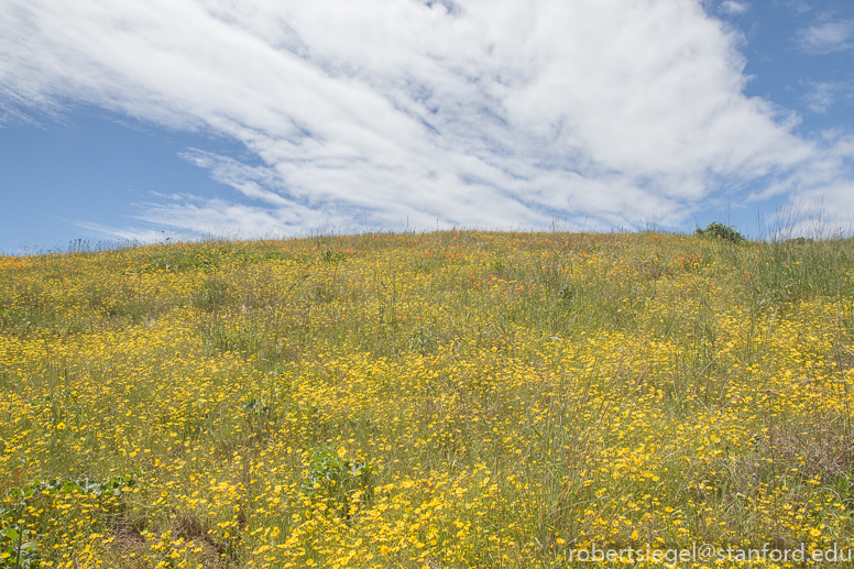 russian ridge